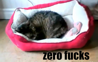 Illustration for article titled Groupthink, I Give You "Zero Fucks Cats Stealing Dogs' Beds"